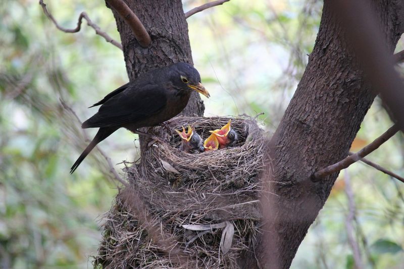 Nesting Season Increases Food Demand