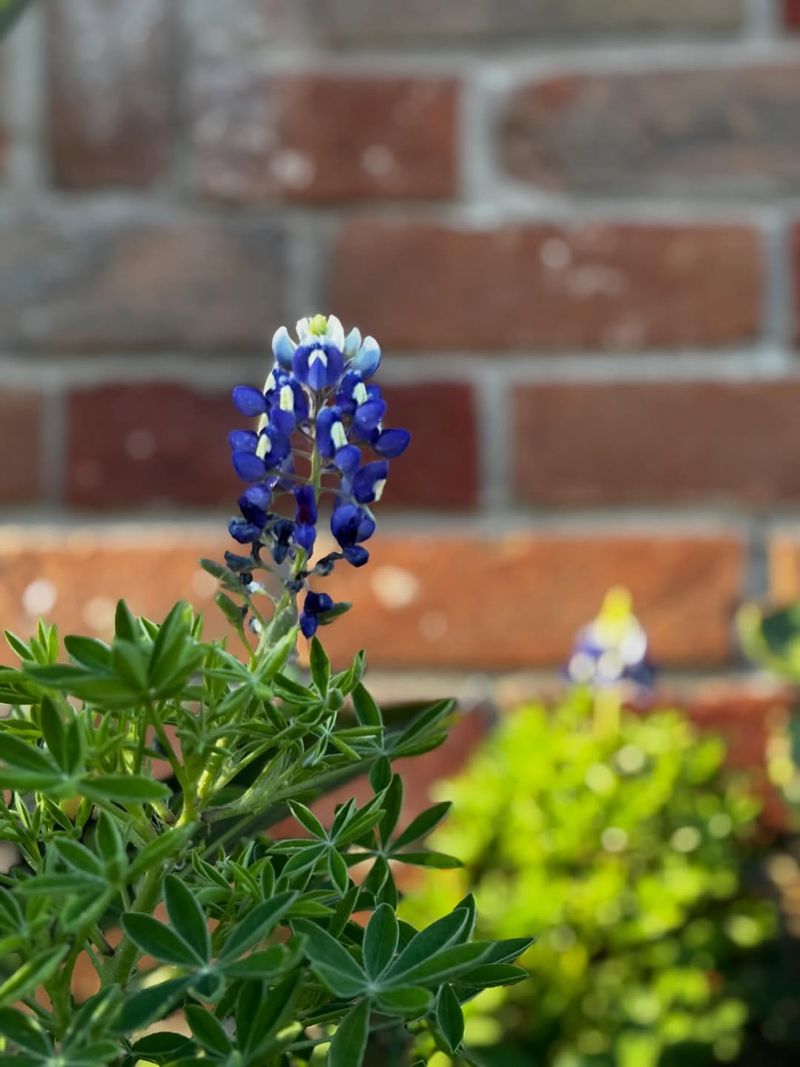 Texas Wildflower Cycles Depend On Fall Germination
