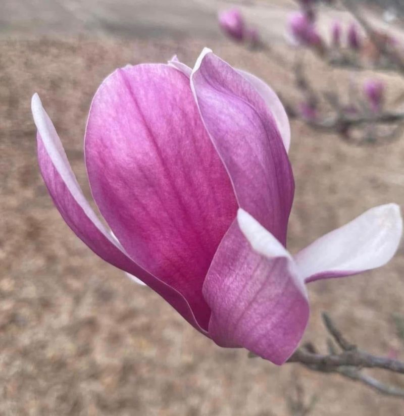 Full Sun To Light Shade Produces The Best Flowers