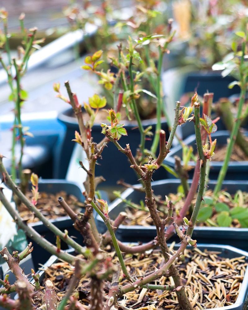 Pruning Spring-Flowering Shrubs Too Late