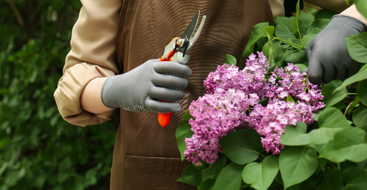 pruning shrubs