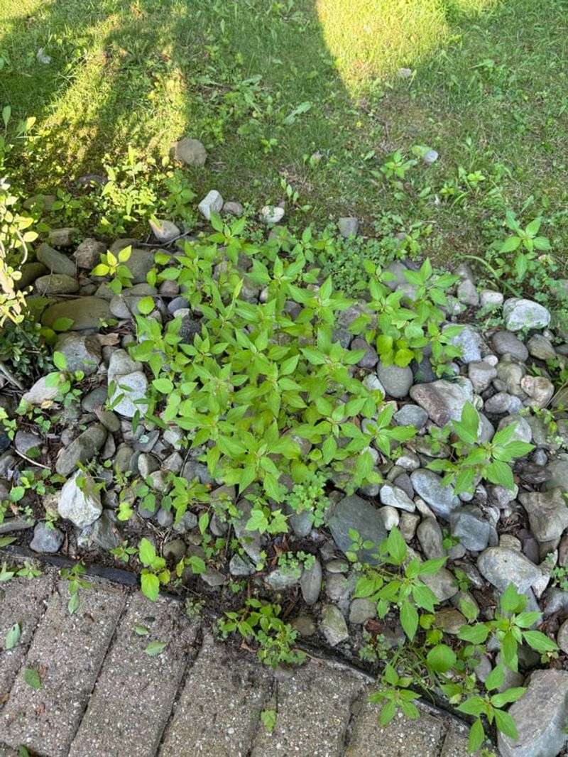 Disturbed Soil Problems