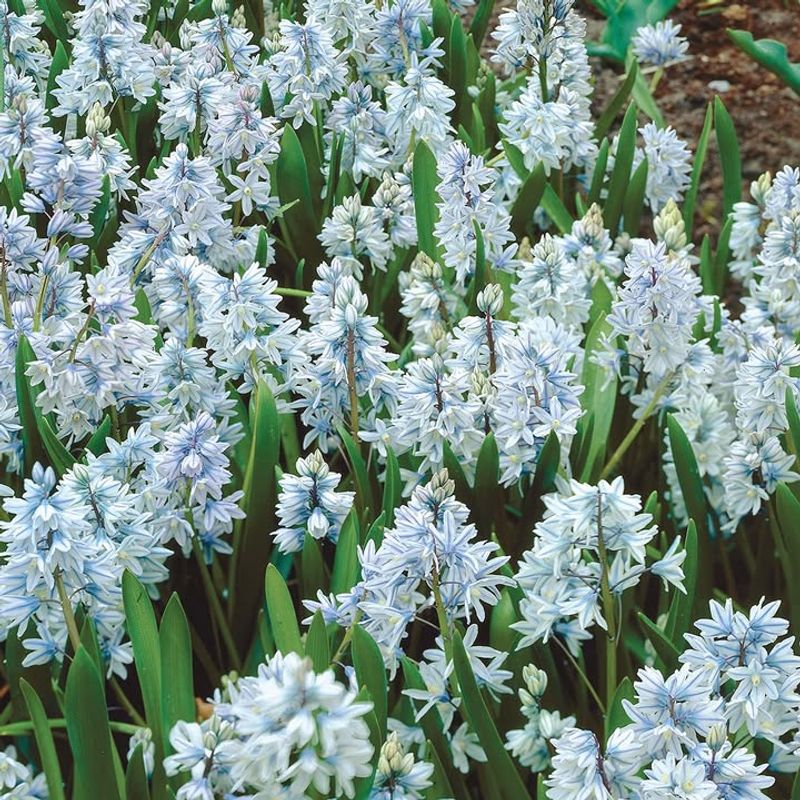Striped Squill