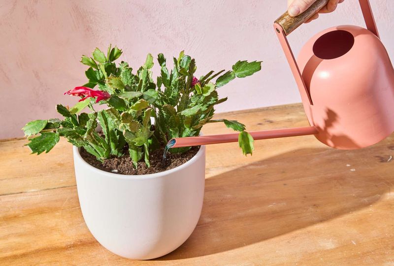 A Little Plant Food Goes A Long Way