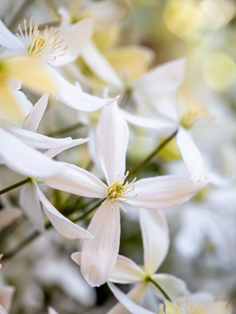 Spring‑Flowering Clematis That Climbs Gracefully