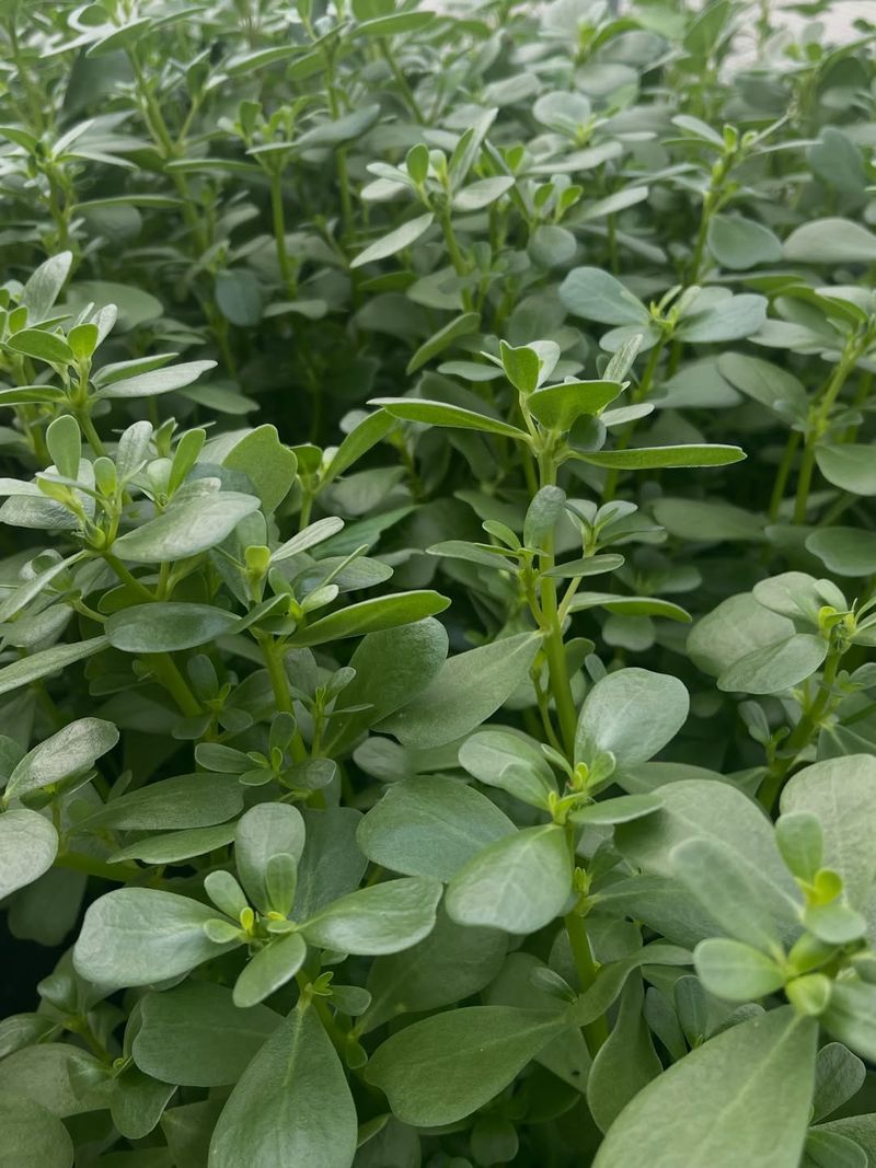 Purslane