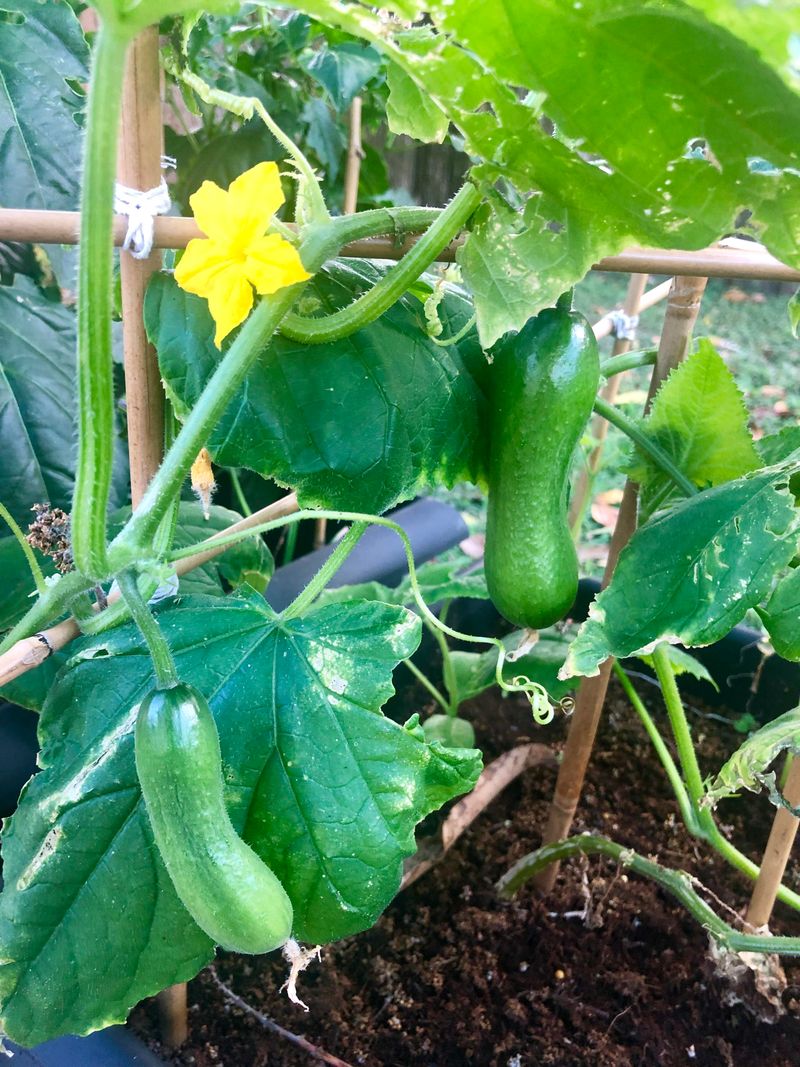 Cucumbers
