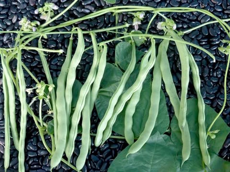 Green Beans (Phaseolus vulgaris)