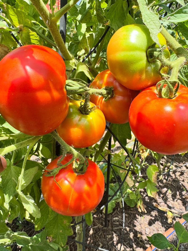 Tomatoes Turning Red And Tempting Taste Buds