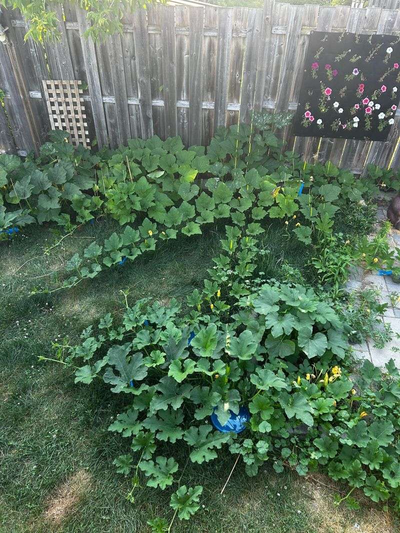 Pumpkins Take Over Space Zinnias Need To Shine