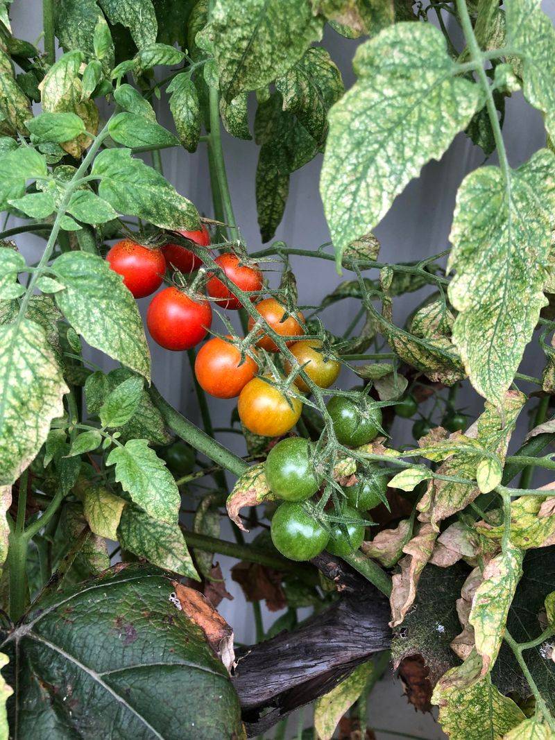 Tomatoes Grow Strong As Georgia Days Get Warmer