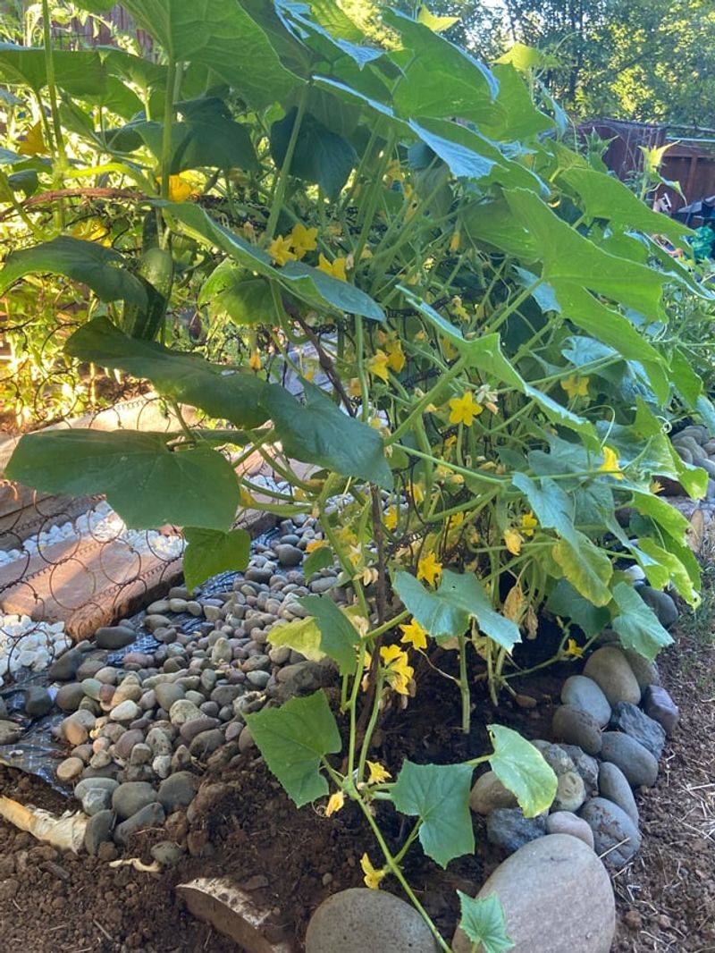 Cucumbers Add Crisp Crunch And Rapid Growth In Full Sun