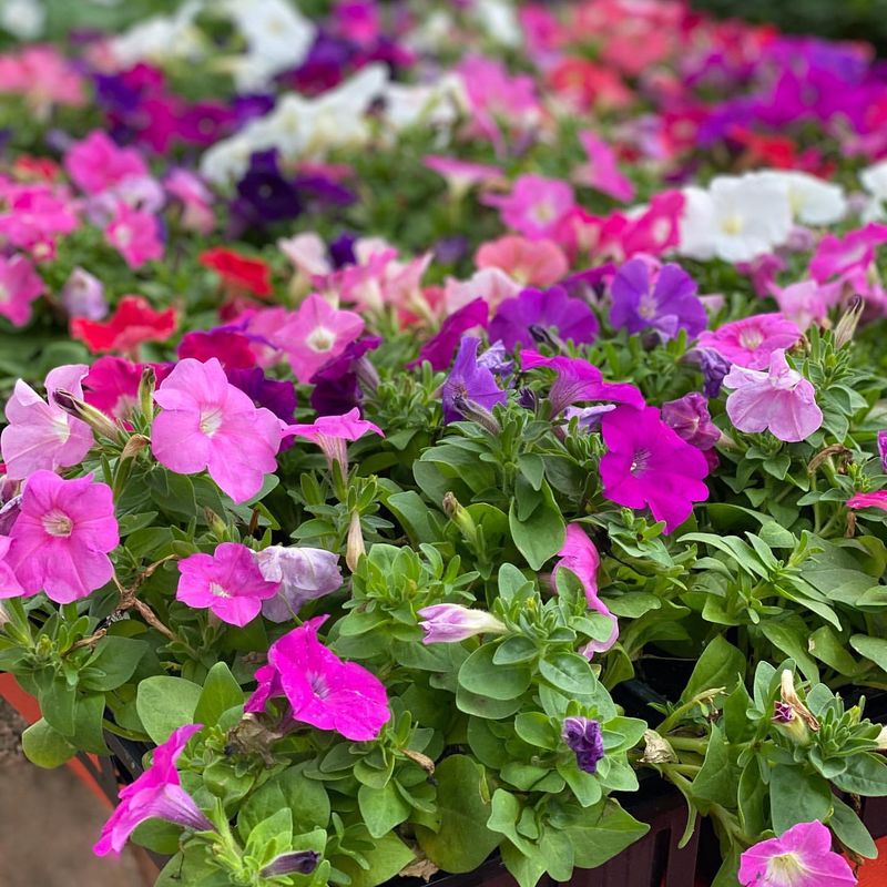 Annual Flowers (Like Petunias And Marigolds)