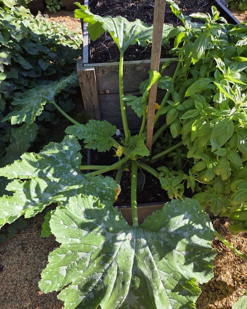 Powdery Mildew Spreads Quickly In Humid Conditions