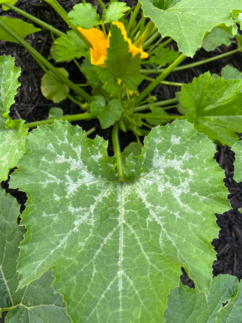 Huge Leaves That Shade Nearby Vegetables