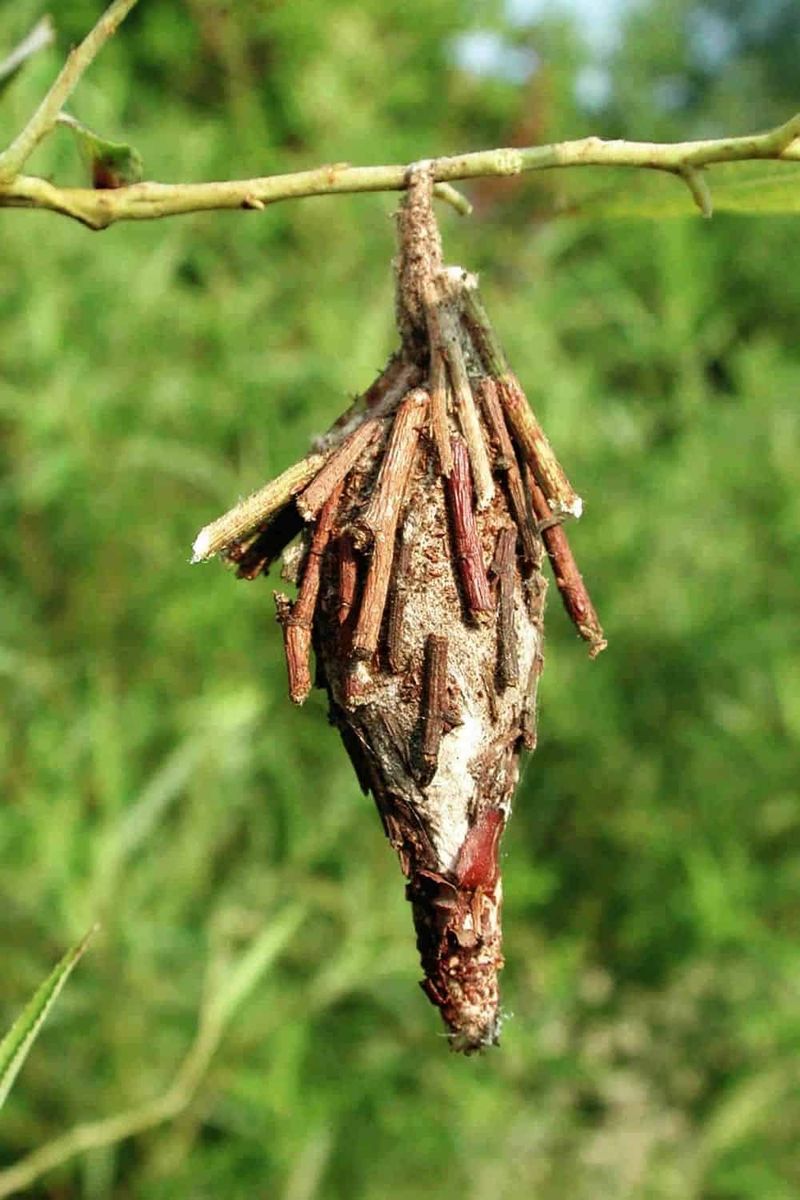 Bagworm Cases