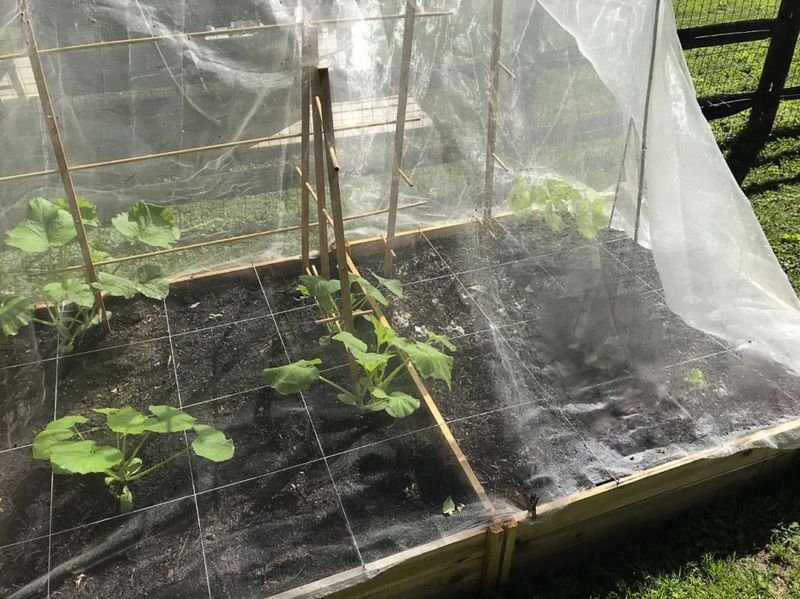 Monitor Pests And Protect Your Garden