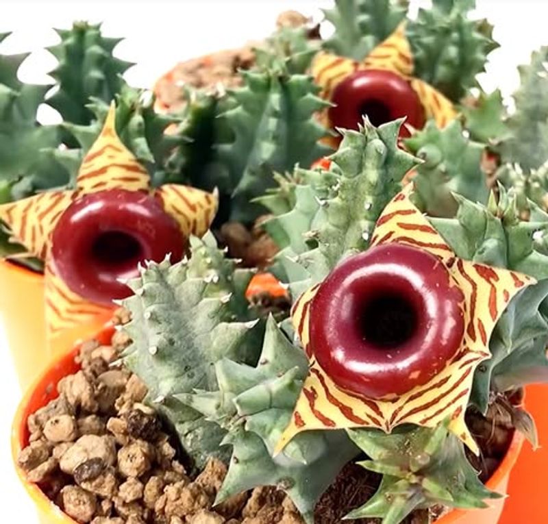 Huernia Zebrina Produces Striking Lifesaver Blooms