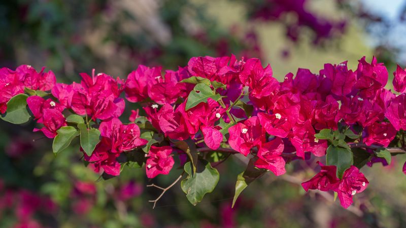 Bougainvillea Turns A Sunny Front Yard Into A Color Wall