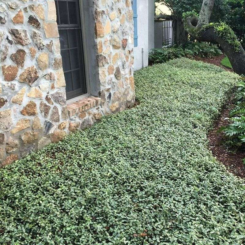 Asiatic Jasmine Creates A Dense Low Growing Carpet