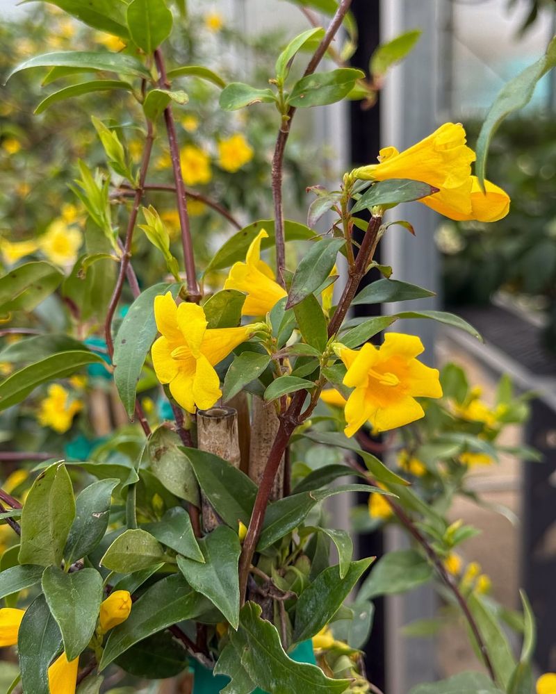 Carolina Jessamine Drops Buds When Pruned Before Spring Bloom