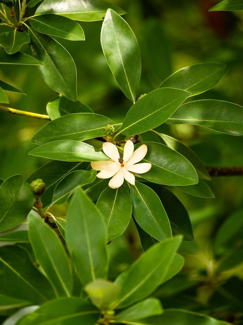 Sweetbay Magnolia Handles Moist Soil And Stays Light