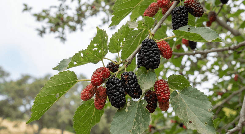 Red Mulberry Produces Sweet Fruit And Supports Native Wildlife