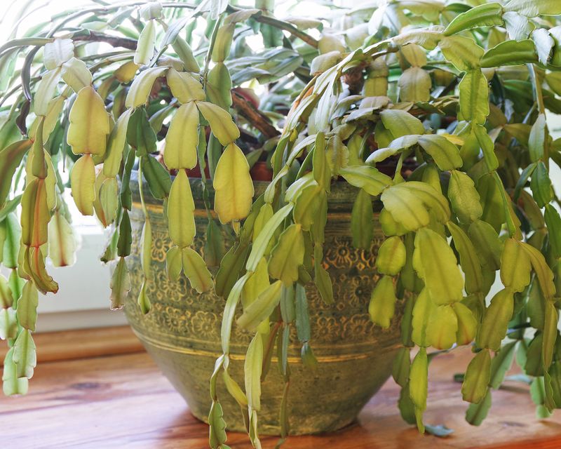 Feed Lightly To Support New Growth