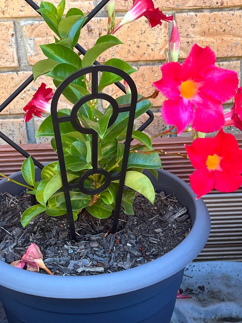 Shape The Vines For Better Blooms