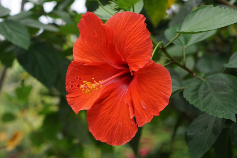 Boost Hibiscus With Light Spring Feeding