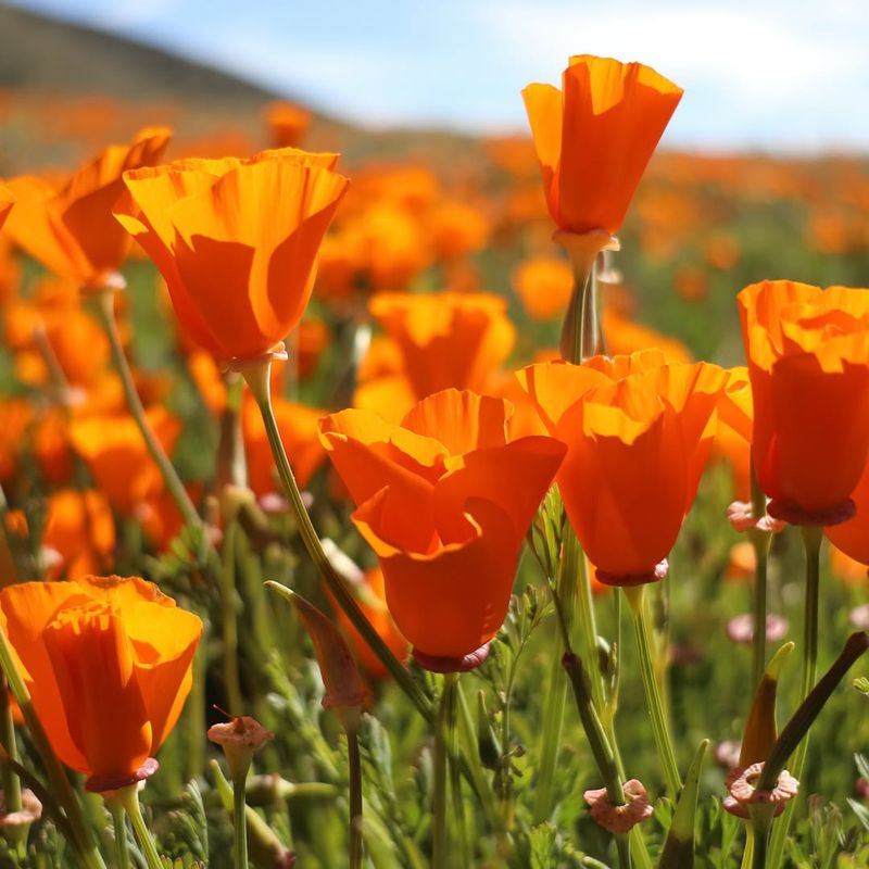 Sow Or Transplant Cool-Season Flowers And Natives