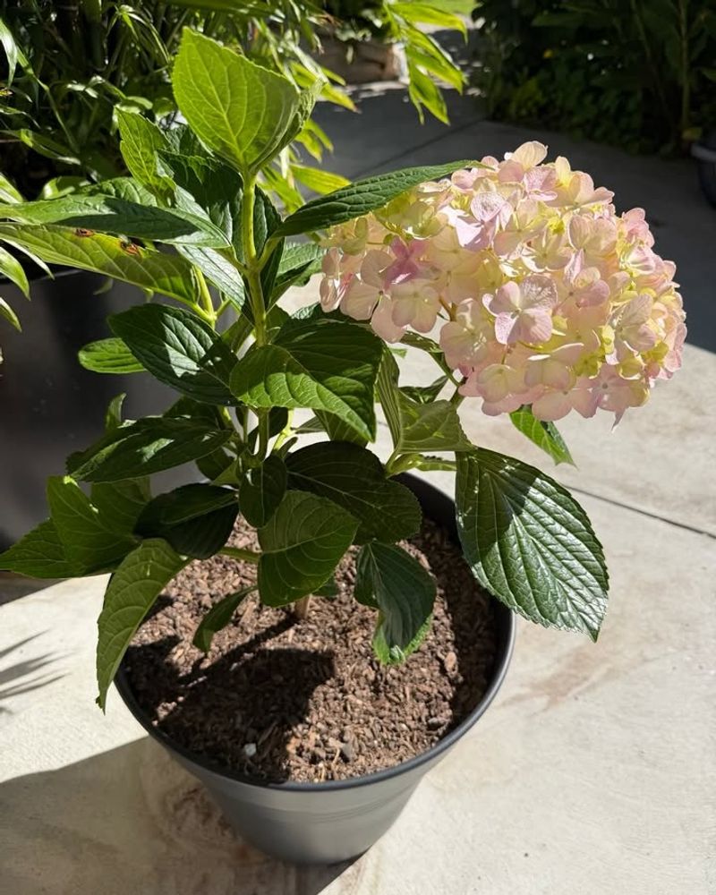 Use A Balanced Slow-Release Fertilizer