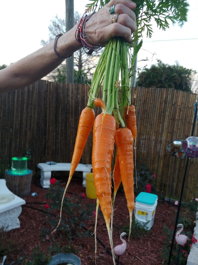 Set Root Crops As The Moon Moves Toward Waning