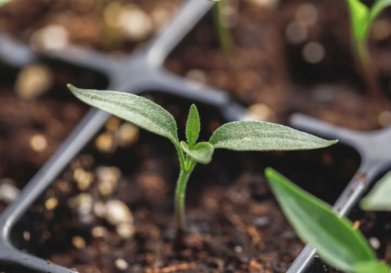 Warm Soil Helps Pepper Seeds Germinate