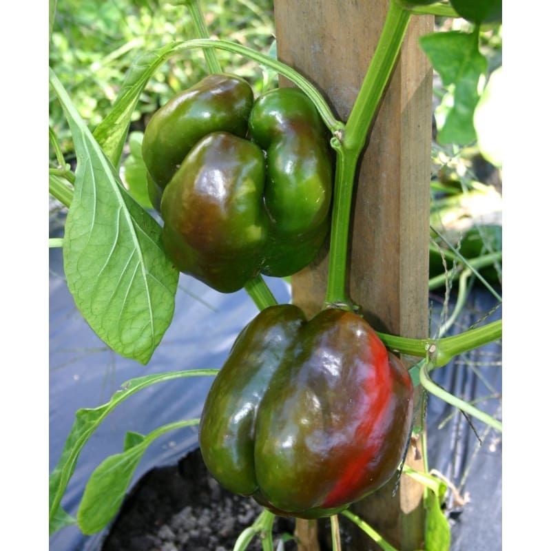 Choose Fast Maturing Pepper Varieties