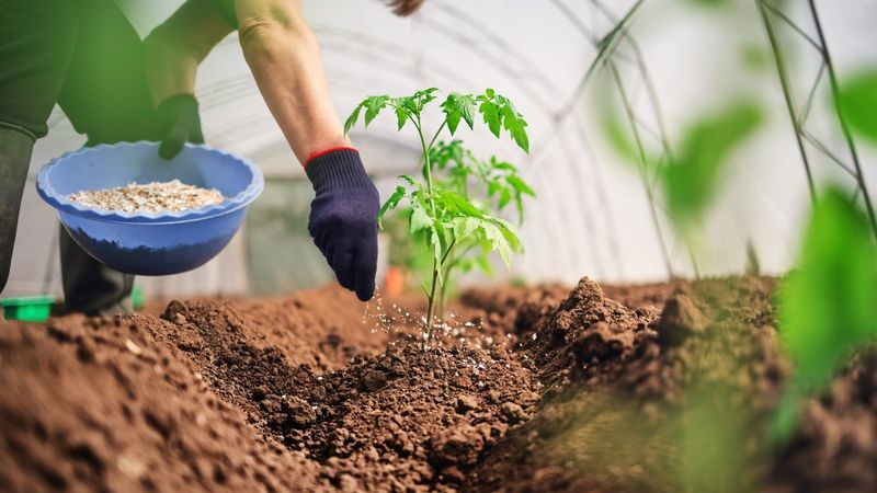 Fertilize And Feed Your Plants