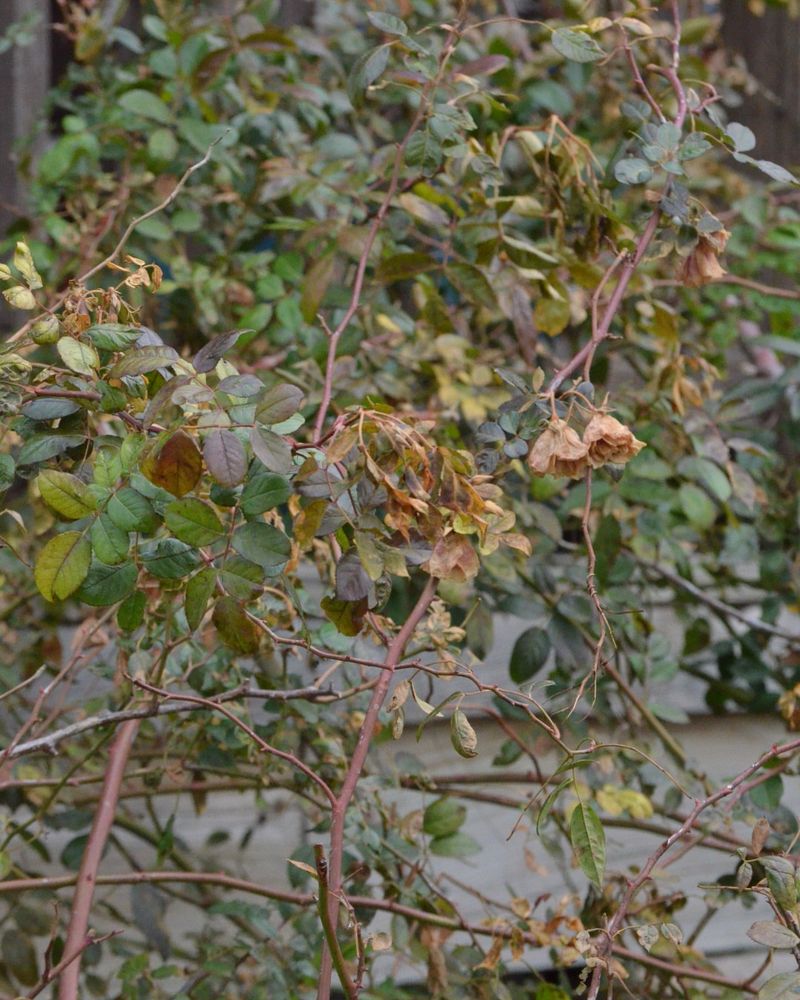 Avoid Pruning Too Early During Hard Freeze Risk