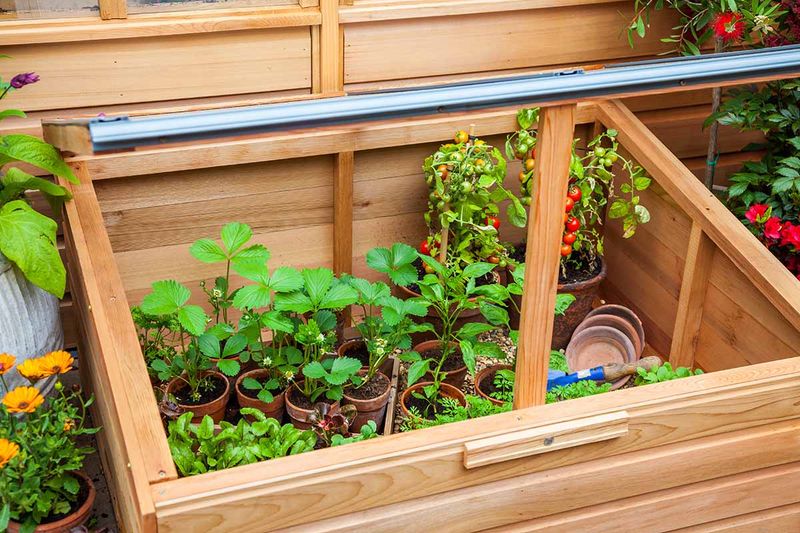 Use Cold Frames To Harden Off Seedlings Gradually