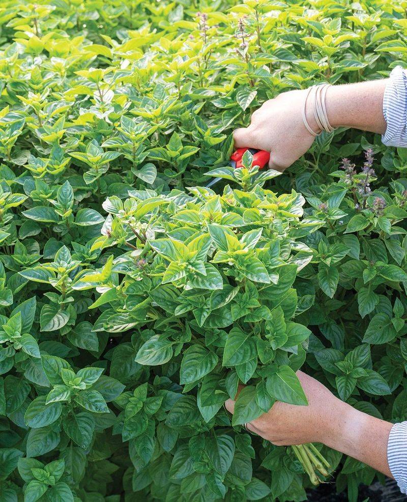 Choose The Right Basil Variety For Your Garden