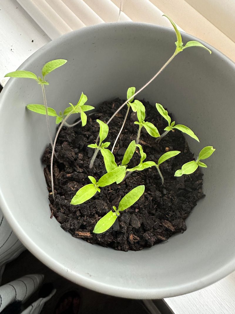 Use Well-Draining Seedling Mix