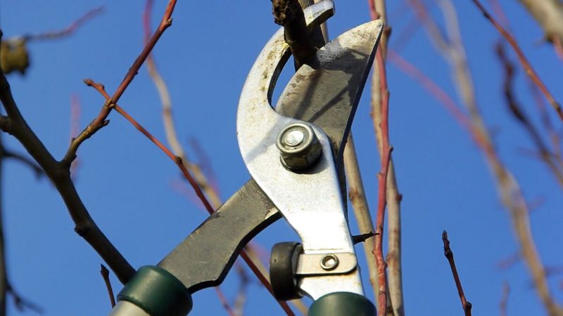 Prune Trees And Shrubs For Healthy Spring Growth
