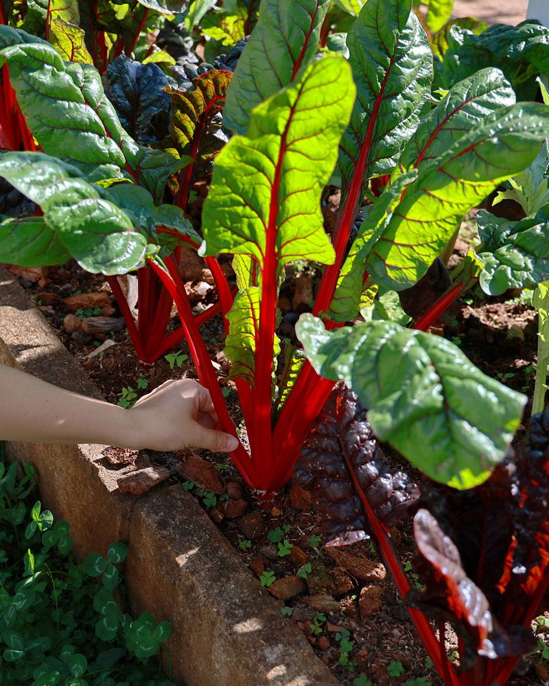 Plant Cool-Season Crops (March–April)