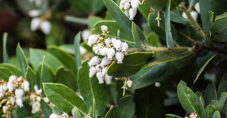 manzanita