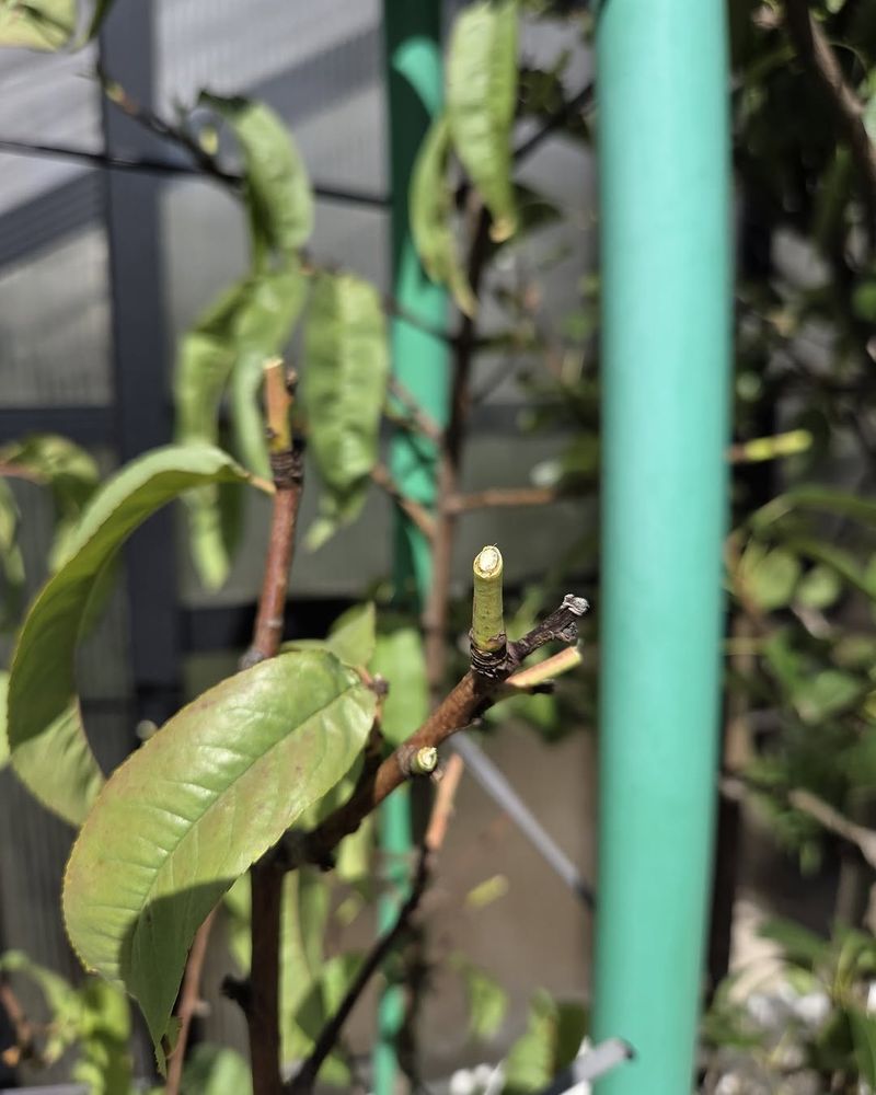 Remove Smaller Or Damaged Fruits First