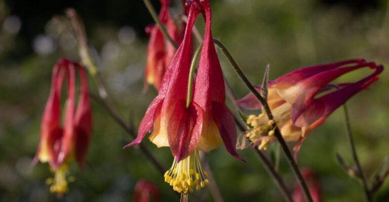 wild columbine