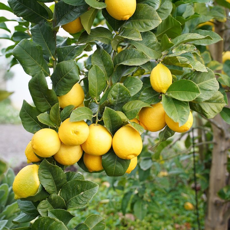 Feed Citrus And Fruit Trees Before Spring Growth