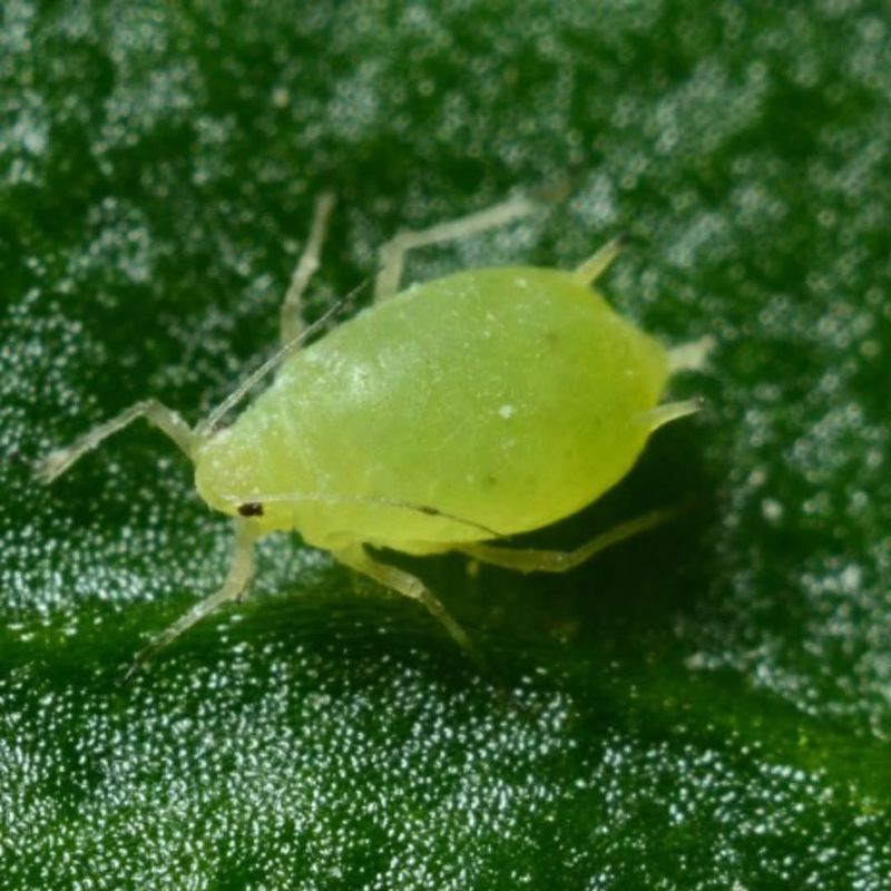 Hunt Down Early Aphids Before They Multiply