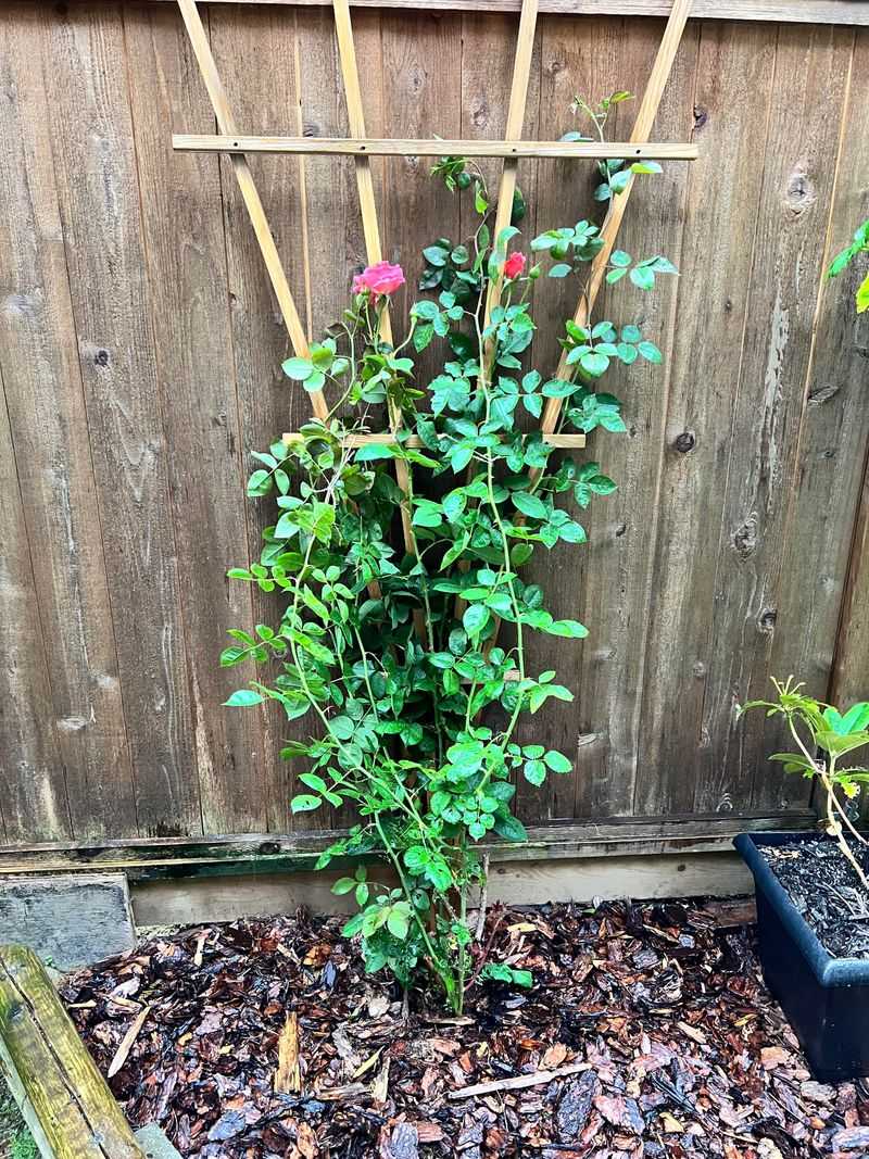 Tie Stems Loosely To Supports Without Damage