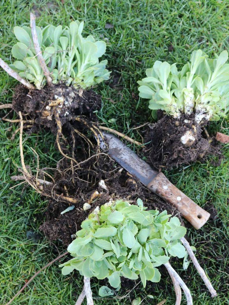 Divide And Replant Perennials