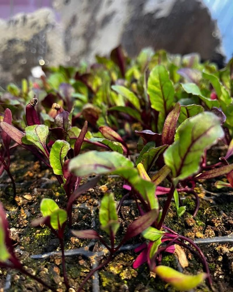 Direct Sow Cool-Season Crops